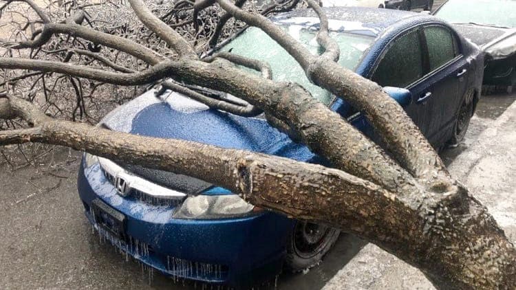 Un arbre est tombé sur cette voiture de la rue Vinet à Montréal.
