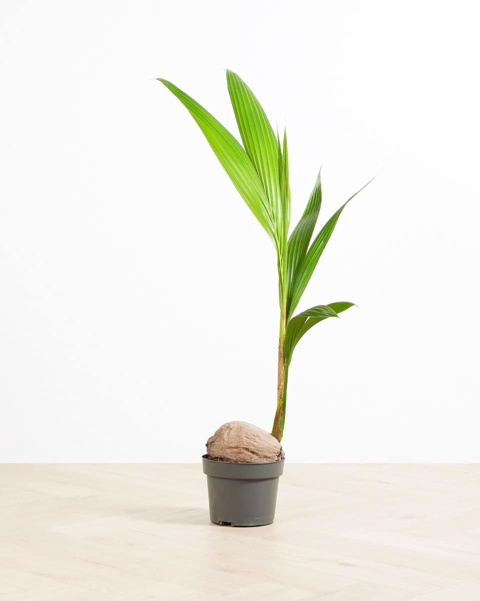 Cocotier