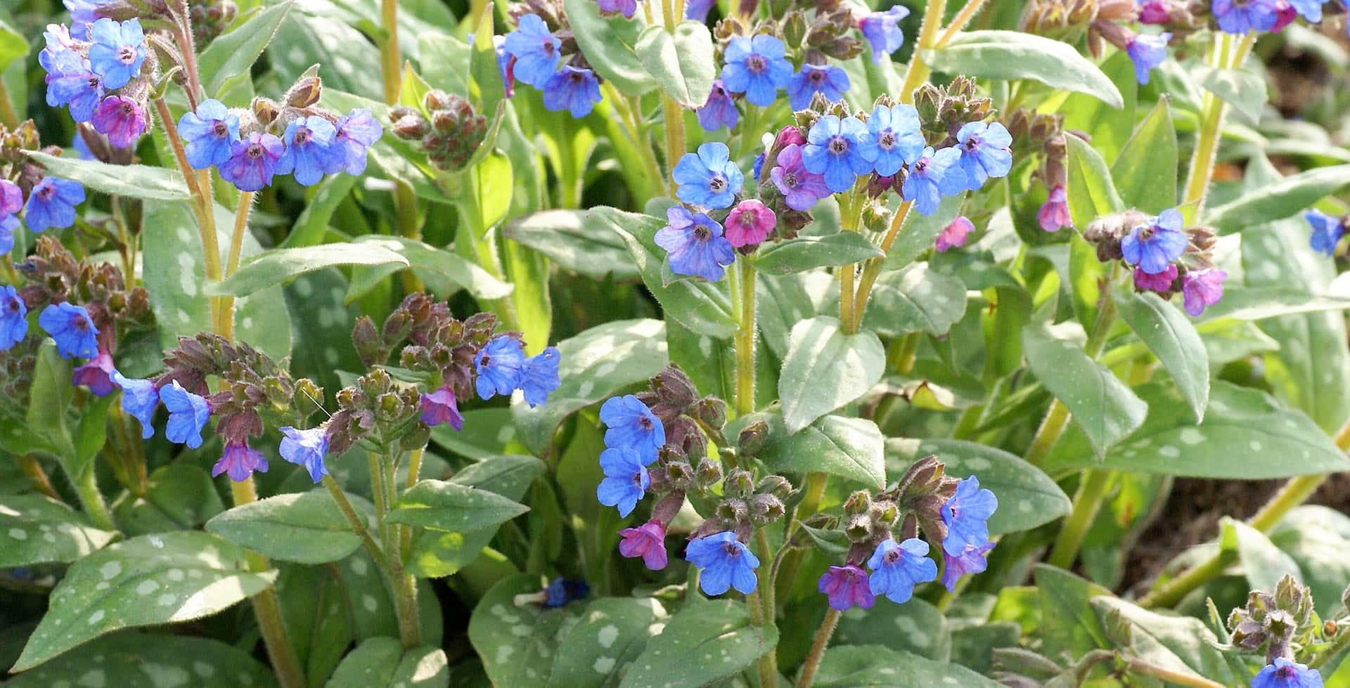 Photo fournie par Royal Horticultural Society / Carol Sheppard