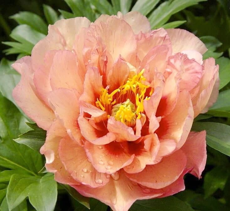 Pivoine Kopper Kettle Hauteur : 70 cm Largeur : 80 cm Floraison : cuivre en juin Rusticité : zone 3