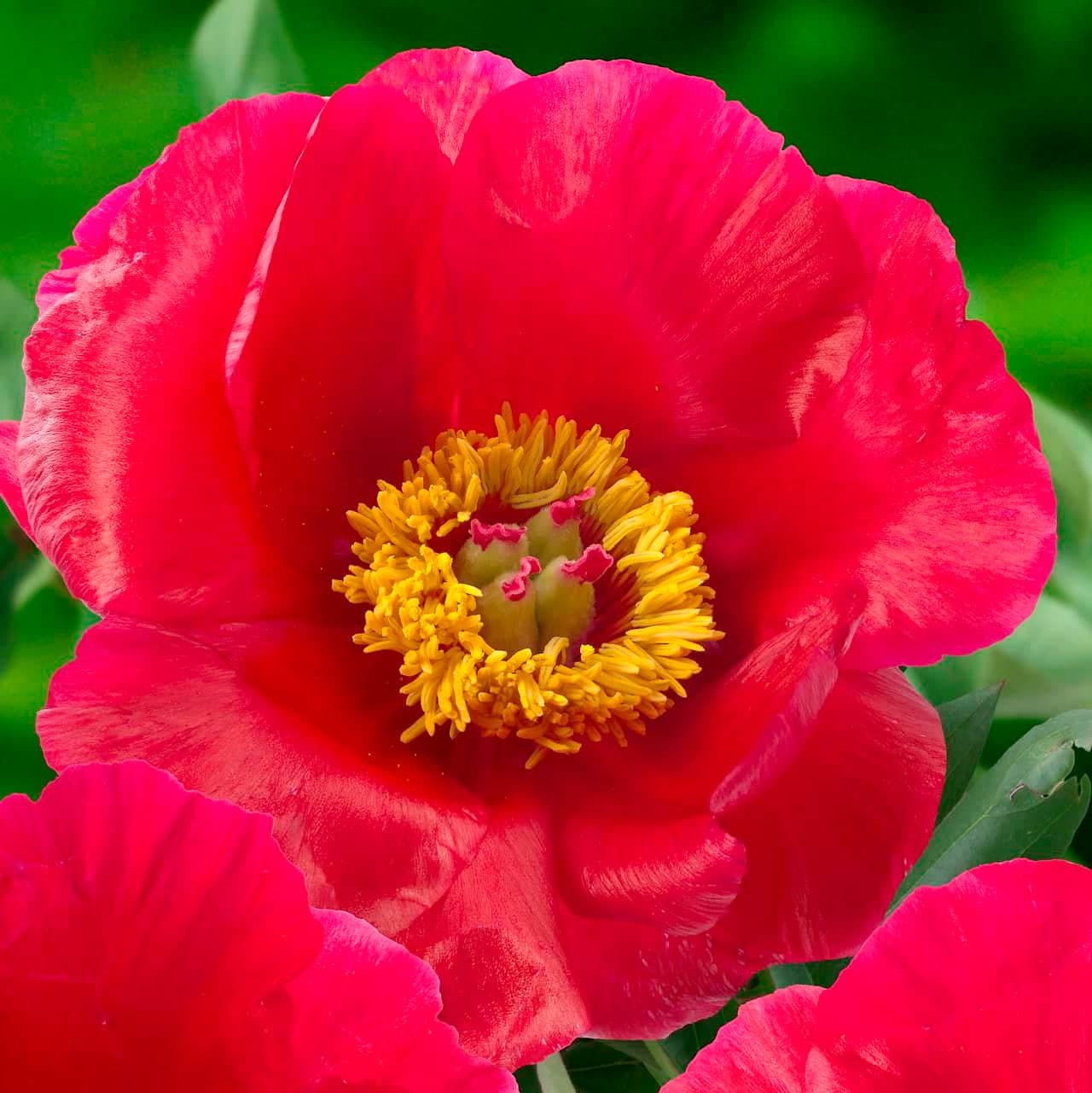 Pivoine Blaze Hauteur : 80 cm Largeur : 80 cm Floraison : rouge en juin Rusticité : zone 3