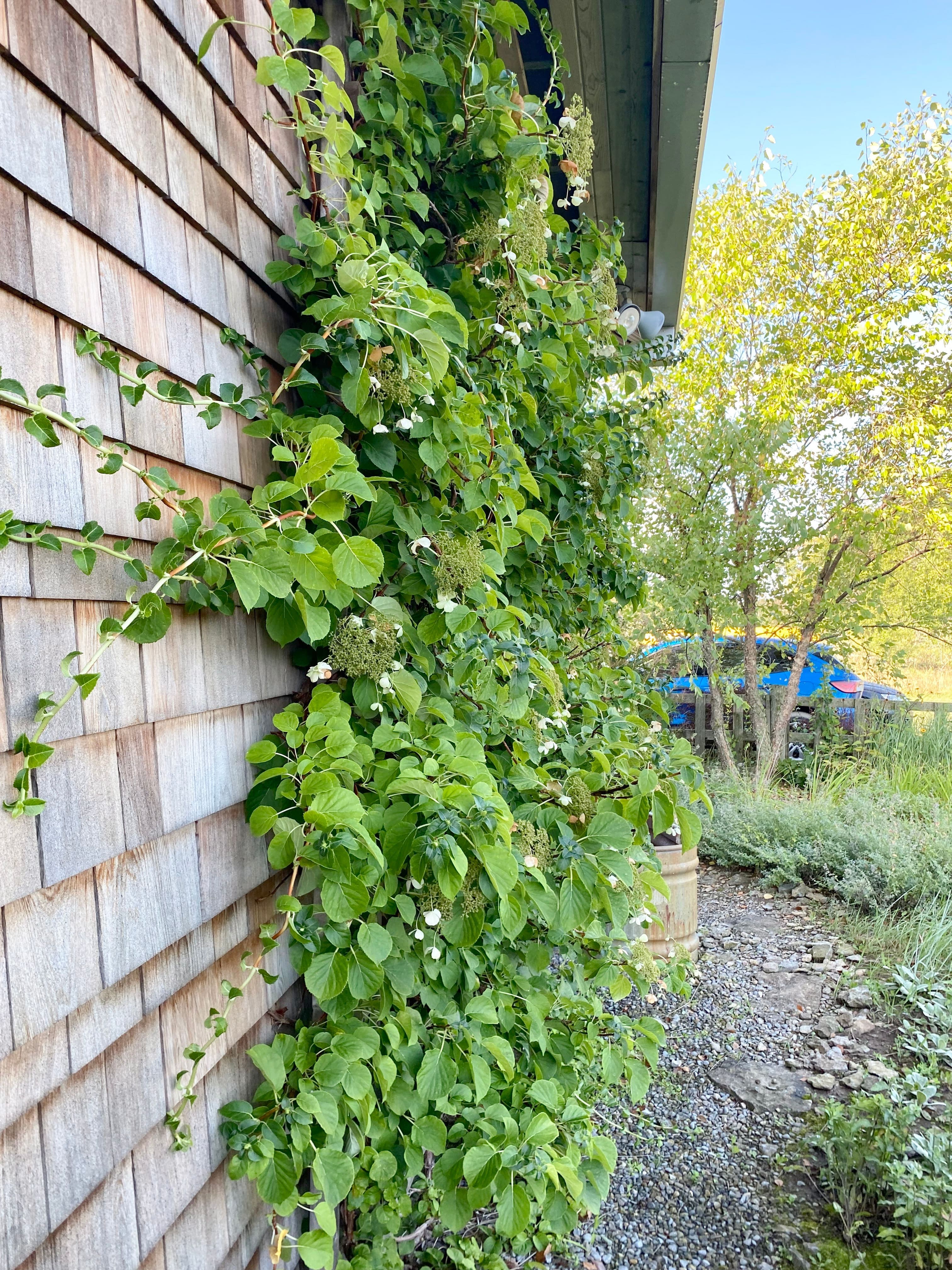 La vigne sur la maison, oui on non?