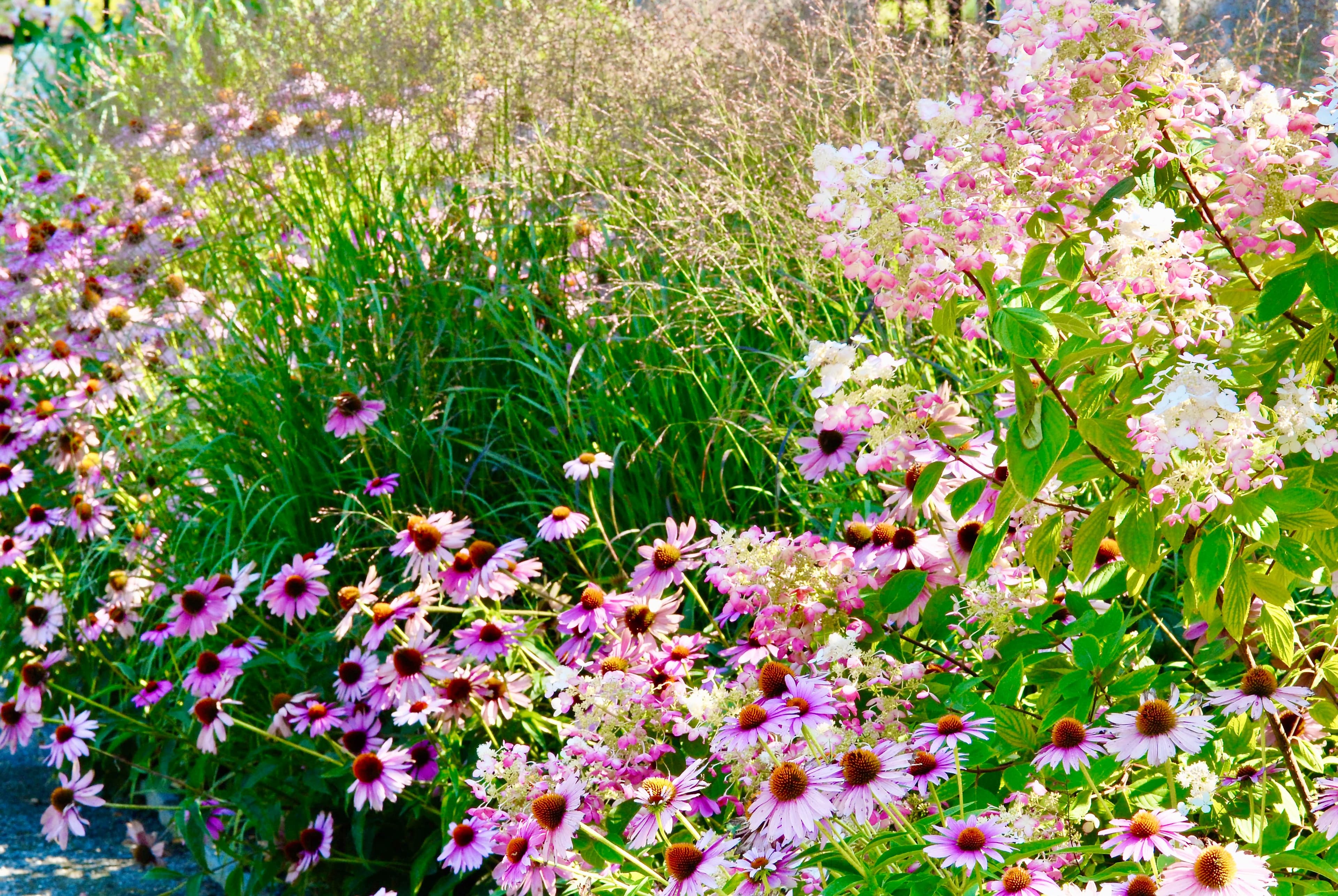 Échinacée pourpre
