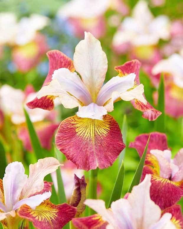 Iris de Sibérie 'Sugar Rush'