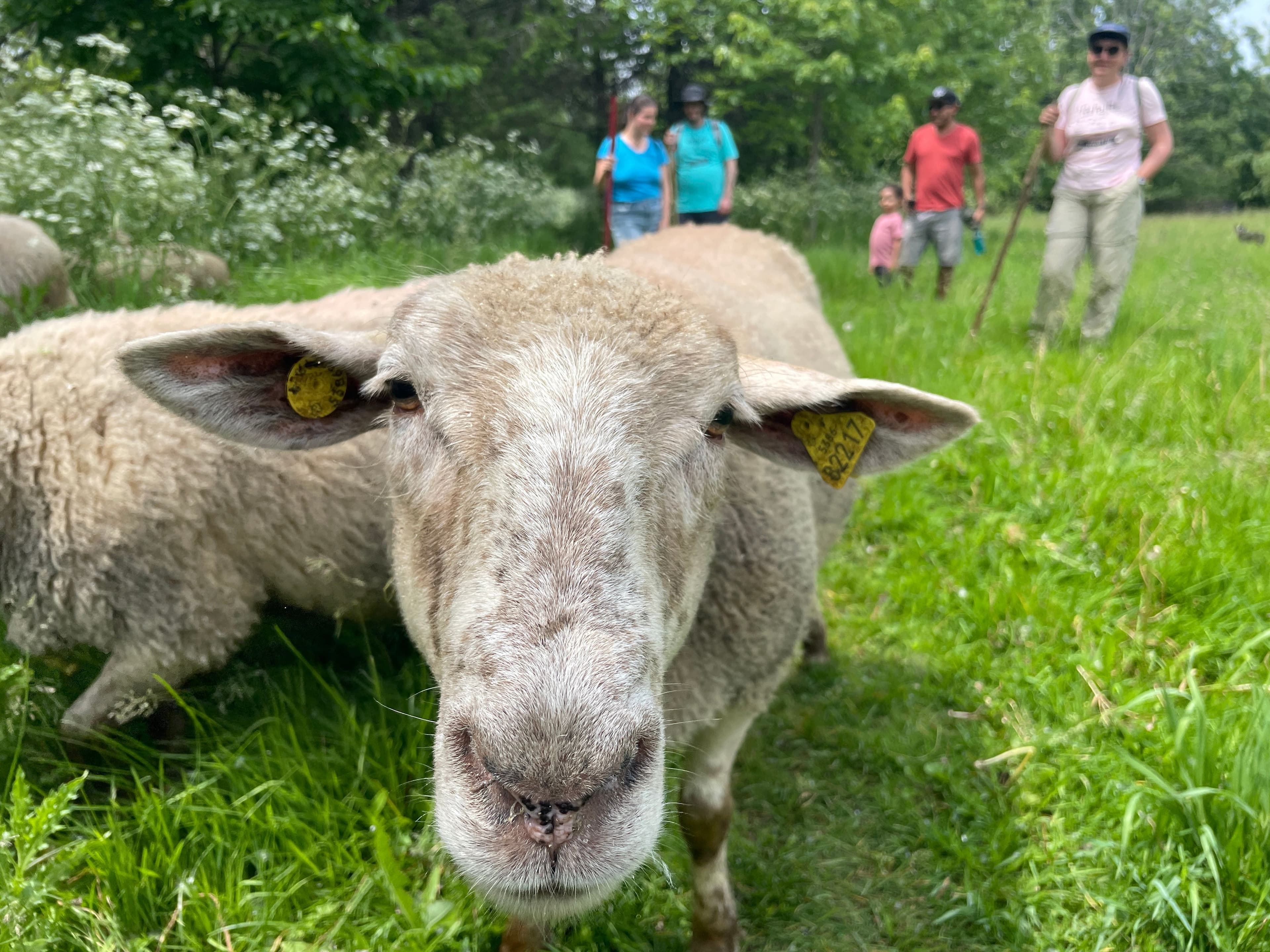 Le repaire de Biquette est le nom de l'organisme qui s'occupe d'un troupeau de 17 moutons en liberté dans le parc Maisonneuve, à Montréal. Photo: Mathieu-Robert Sauvé