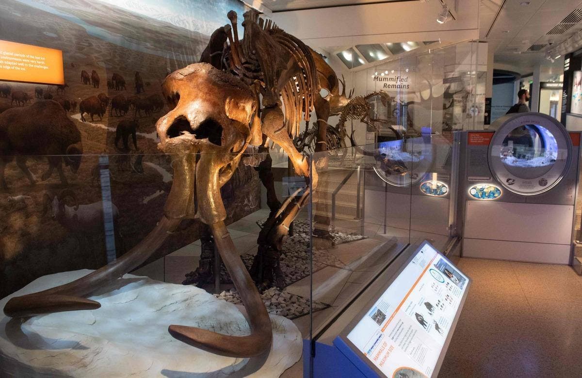 Le squelette d'un mammouth laineux dans une exposition au musée national d'histoire naturelle des États-Unis à Washington en juin 2019.