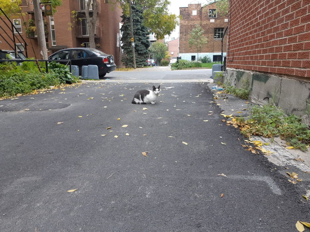 Un chat se promène près de la rue Wurtele, dans l’arrondissement Ville-Marie à Montréal lundi le 28 septembre 2020, où une traverse piétonne de fortune invite désormais les automobilistes à ralentir afin de ne pas troubler leur promenade. BÉATRICE ROY-BRUNET/24 HEURES/AGENCE QMI