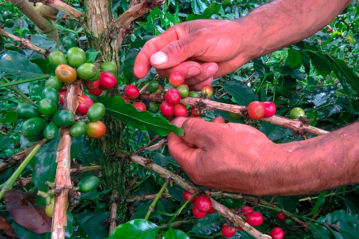 La production des grains de café représente entre 40% et 80% des émissions de GES d'une tasse de café.