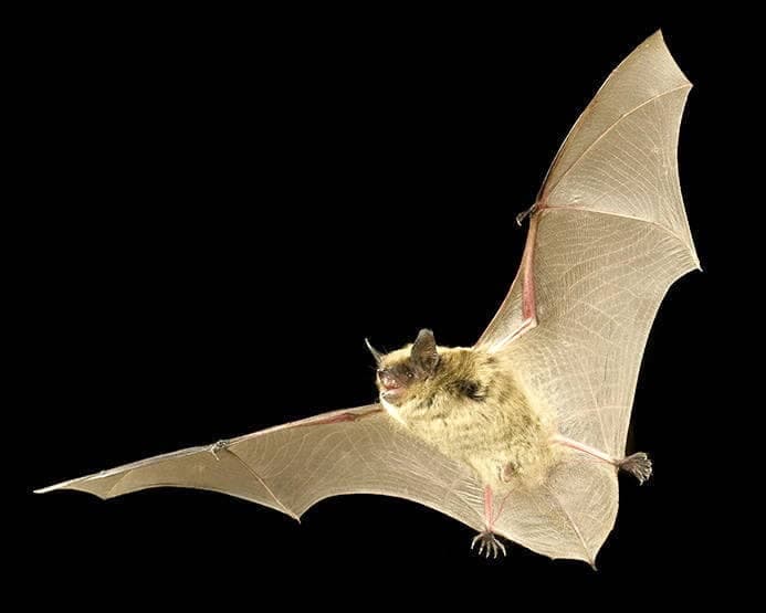 Petite chauve-souris brune.