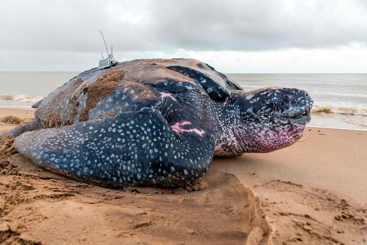 Les tortues luth font partie des «icônes de la biodiversité» les plus menacées.