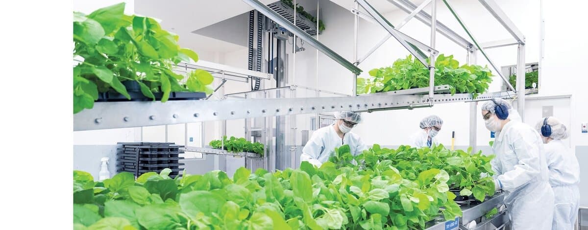 Production de vaccin à partir d'une plateforme de plantes chez Medicago, à Québec, dans la lutte contre la COVID-19