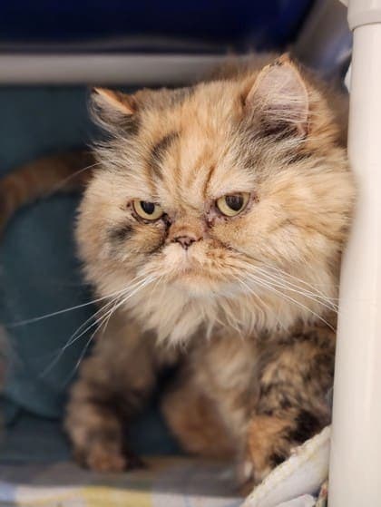 SPCA de Montréal