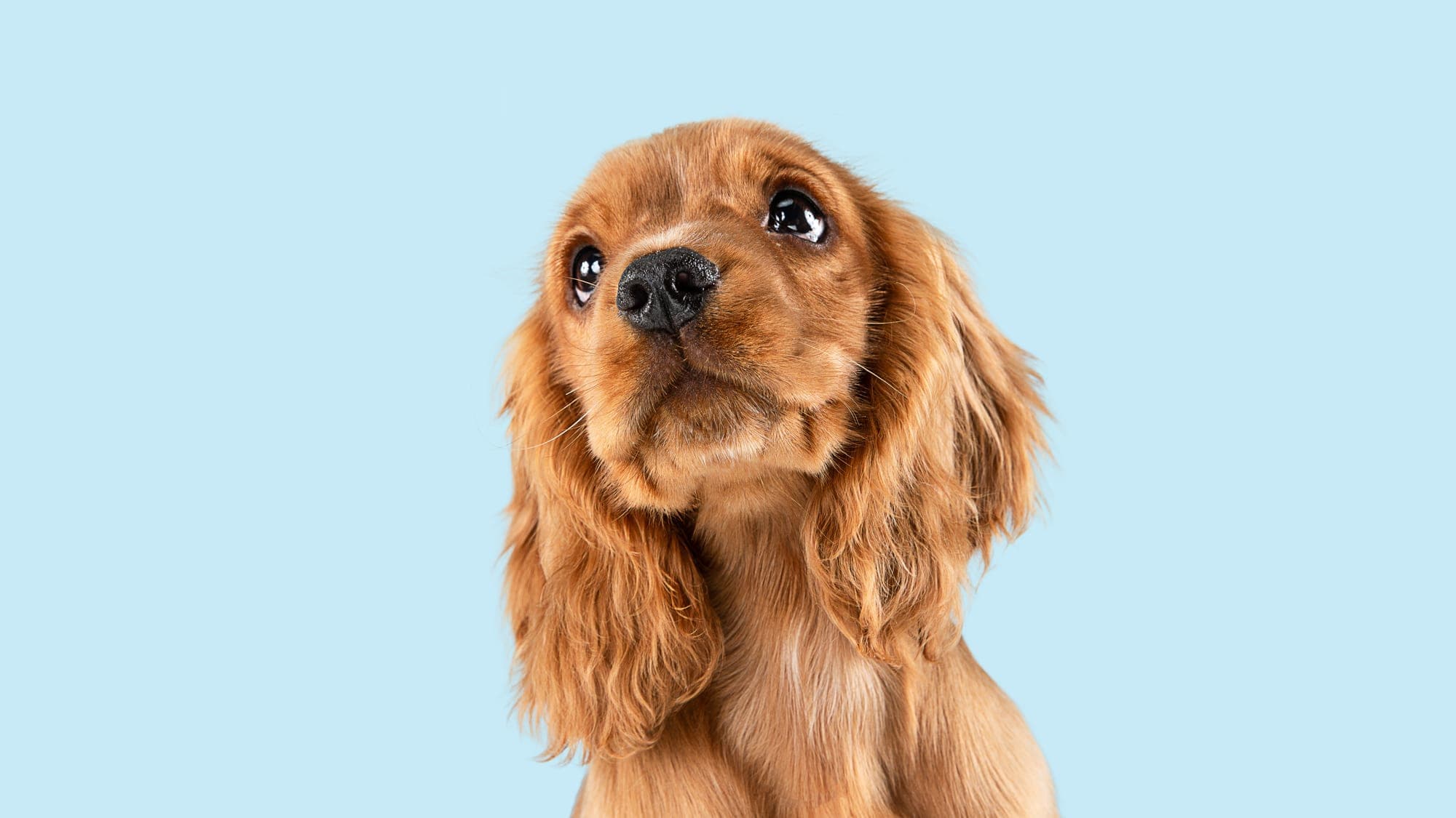 Photo Adobe Stock