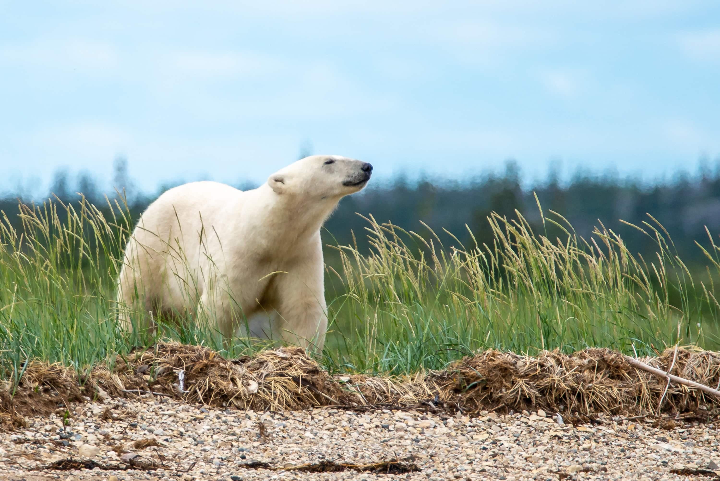 Ours polaire à Churchill, au Manitoba