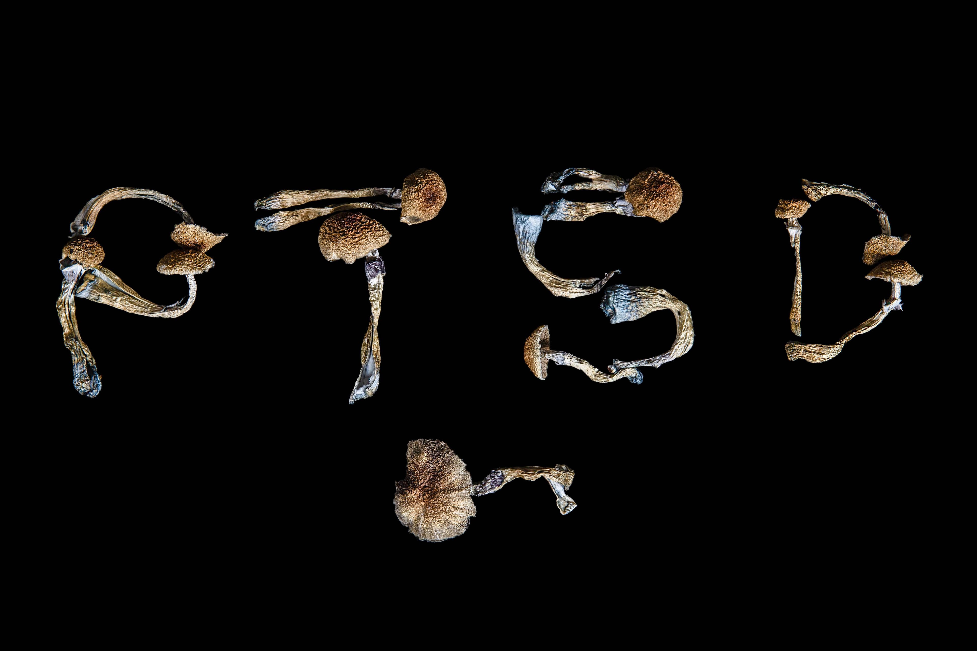 Des champignons psilocybe cubensis
