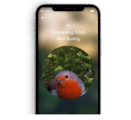 Image Bird Buddy
