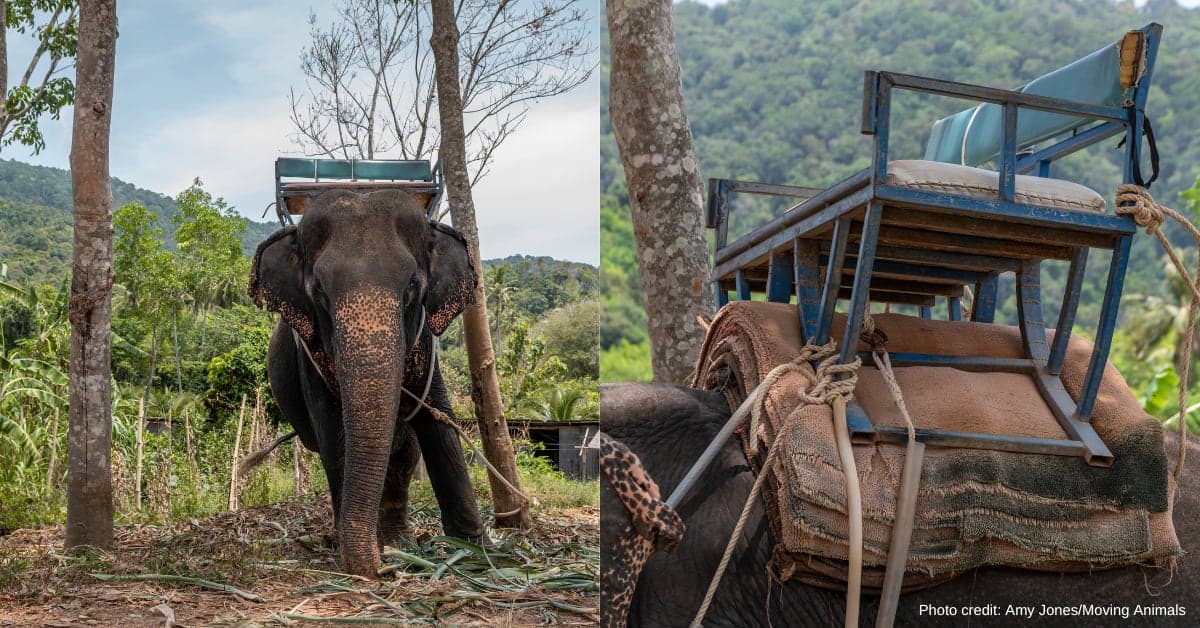 Une howdah, siège que transportent les éléphants.
