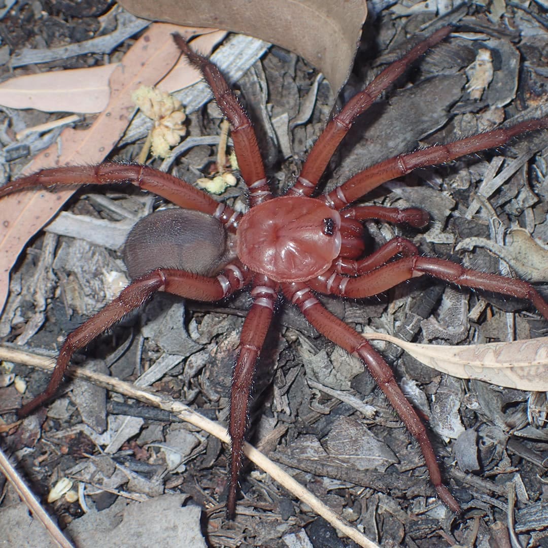 Une euoplos dignitas mâle, que l'on reconnait par sa couleur rouge mielleuse.