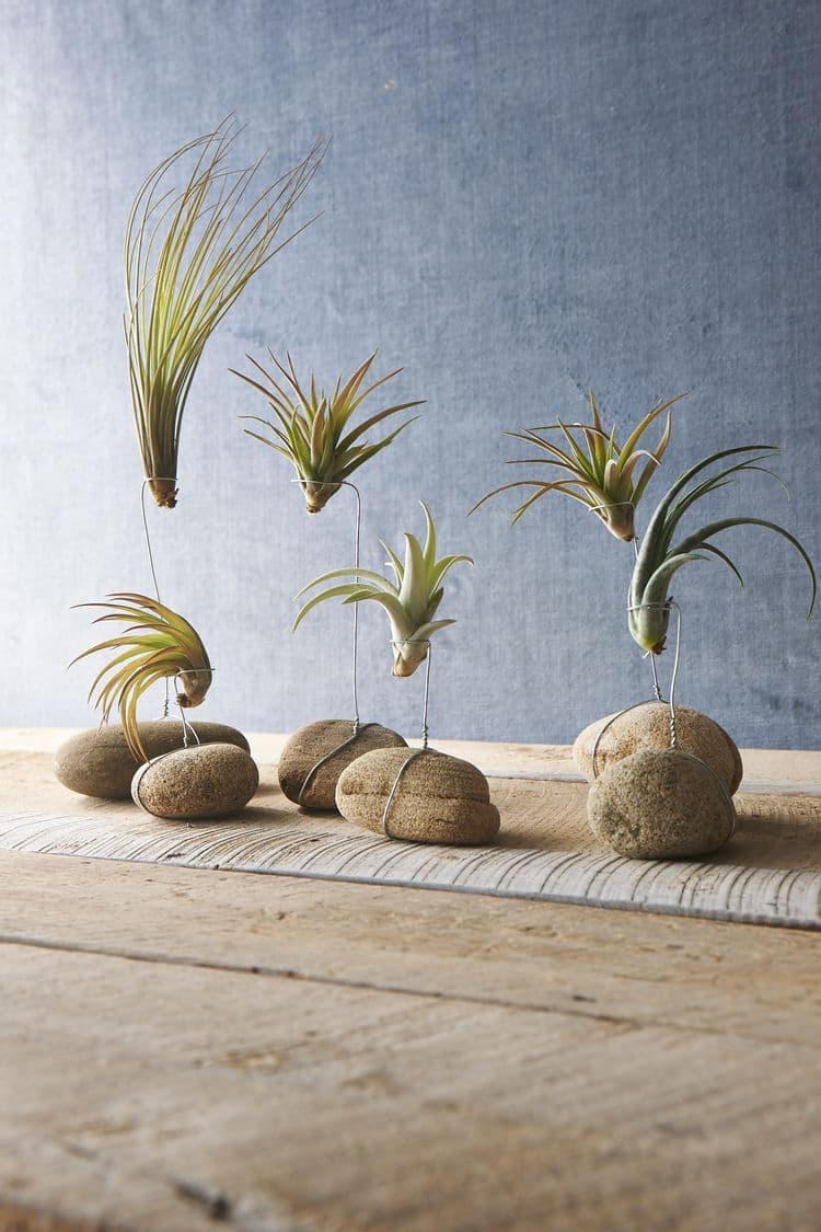 Parfois appelées filles de l’air, la plupart des tillandsias possèdent des feuilles grises, très étroites, disposées en petites rosettes faisant quelques centimètres de diamètre.