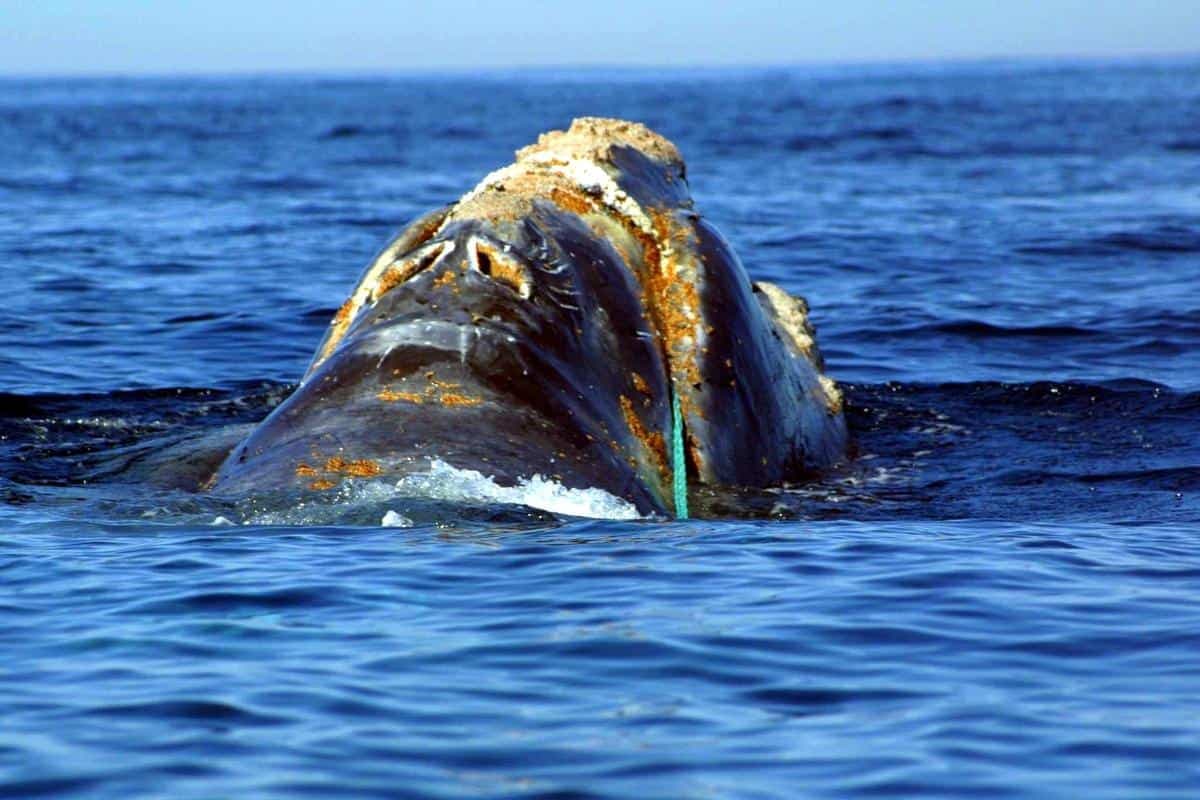 Une baleine noire de l'Atlantique Nord empêtrée dans un cordage de pêche en plastique.