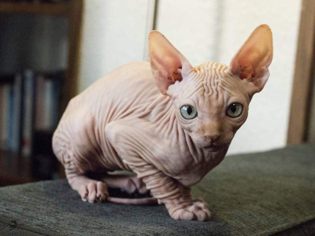 Courtoisie chats du monde