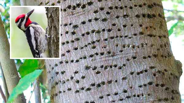Le pic maculé et les dommages qu’il provoque en se nourrissant de la sève de certains arbres.