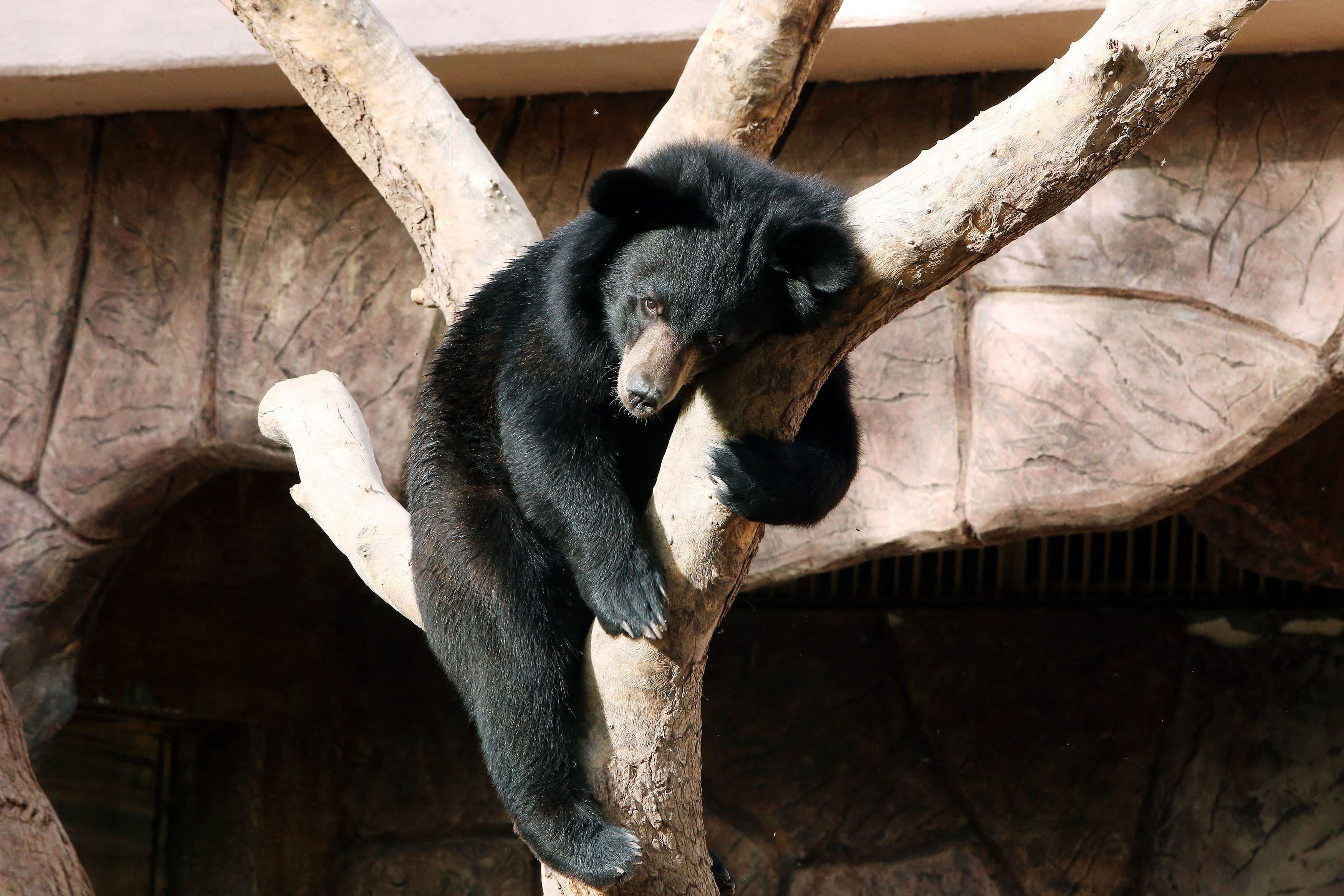 Ceci est un ours noir asiatique (mais pas celui de l'histoire).