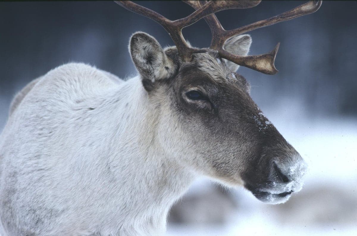 Un caribou forestier