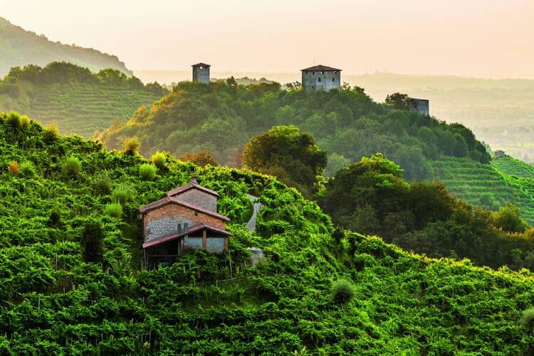 Dans les collines du prosecco de Conegliano et Valdobbiadene, les vignerons cultivent le raisin «en terrasse», donc soutenu par des murets de pierre.