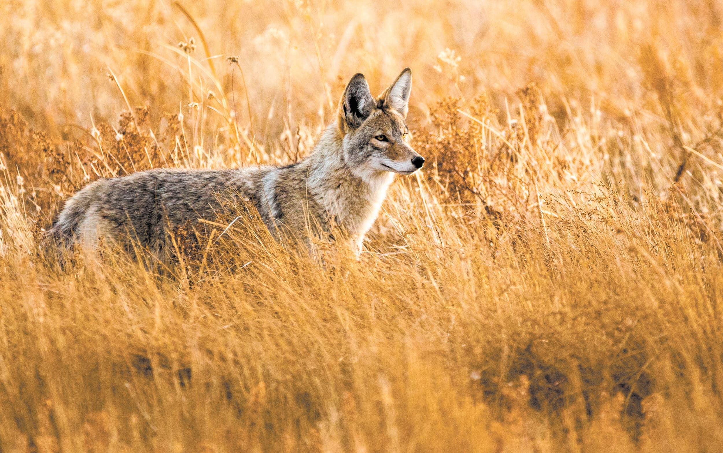 Photo Adobe Stock