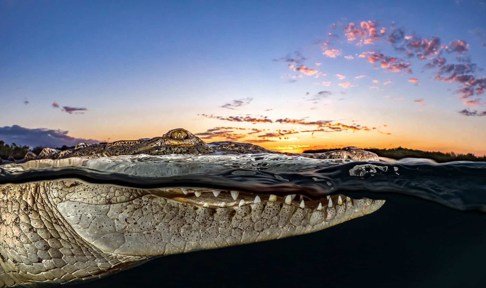 Un crocodile américain flottant sur l'eau à Cuba.