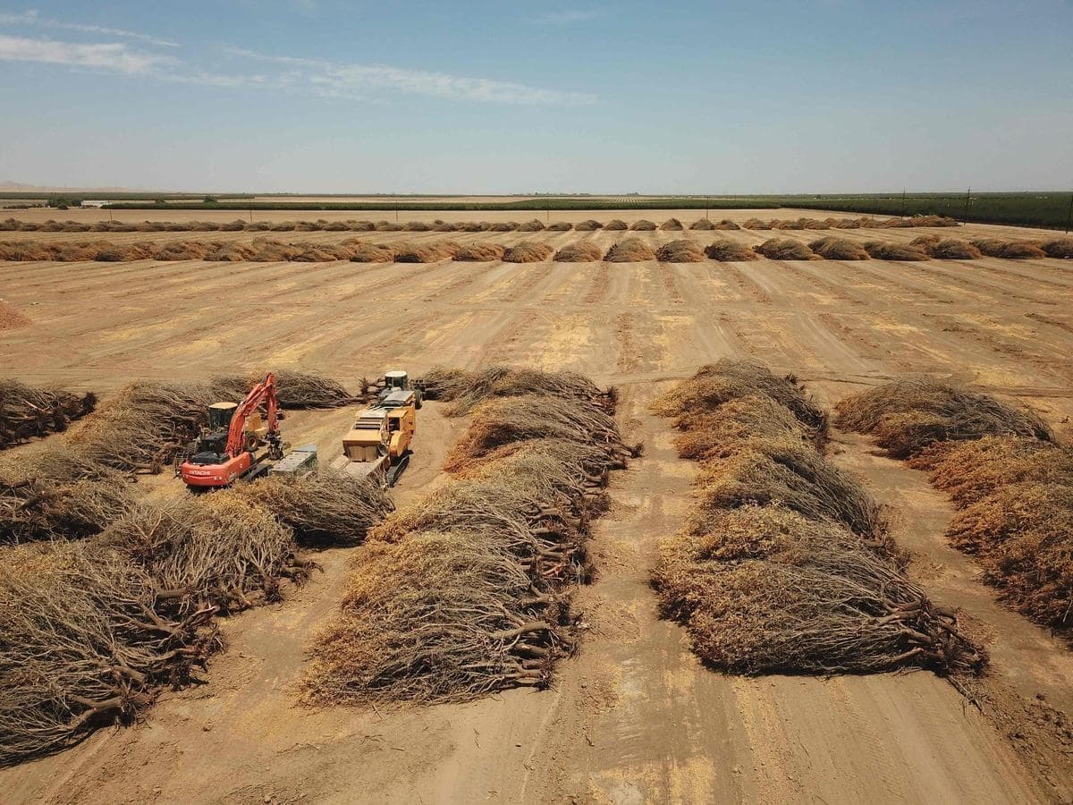 Un agriculteur doit se débarrasser de ses amandiers morts en raison d'un manque d'eau pour les irriguer, à Huron, en Californie.