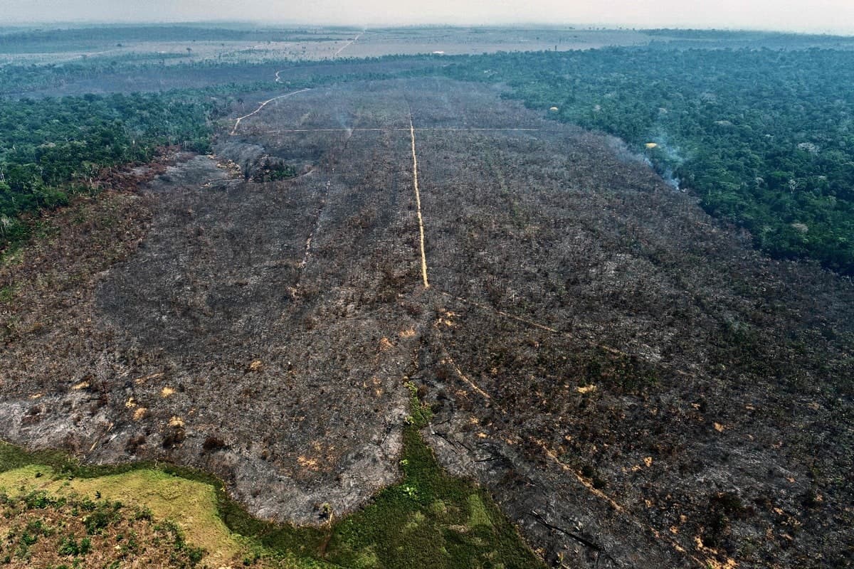 Une portion du projet de reforestation après l'incendie criminel.
