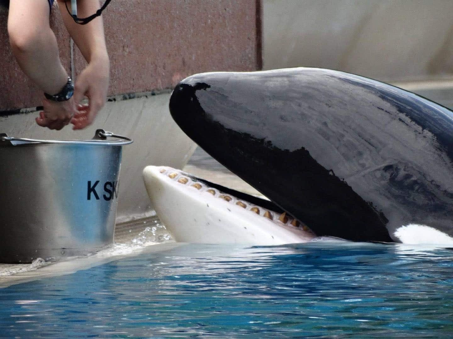 Photo Facebook / Free Kiska