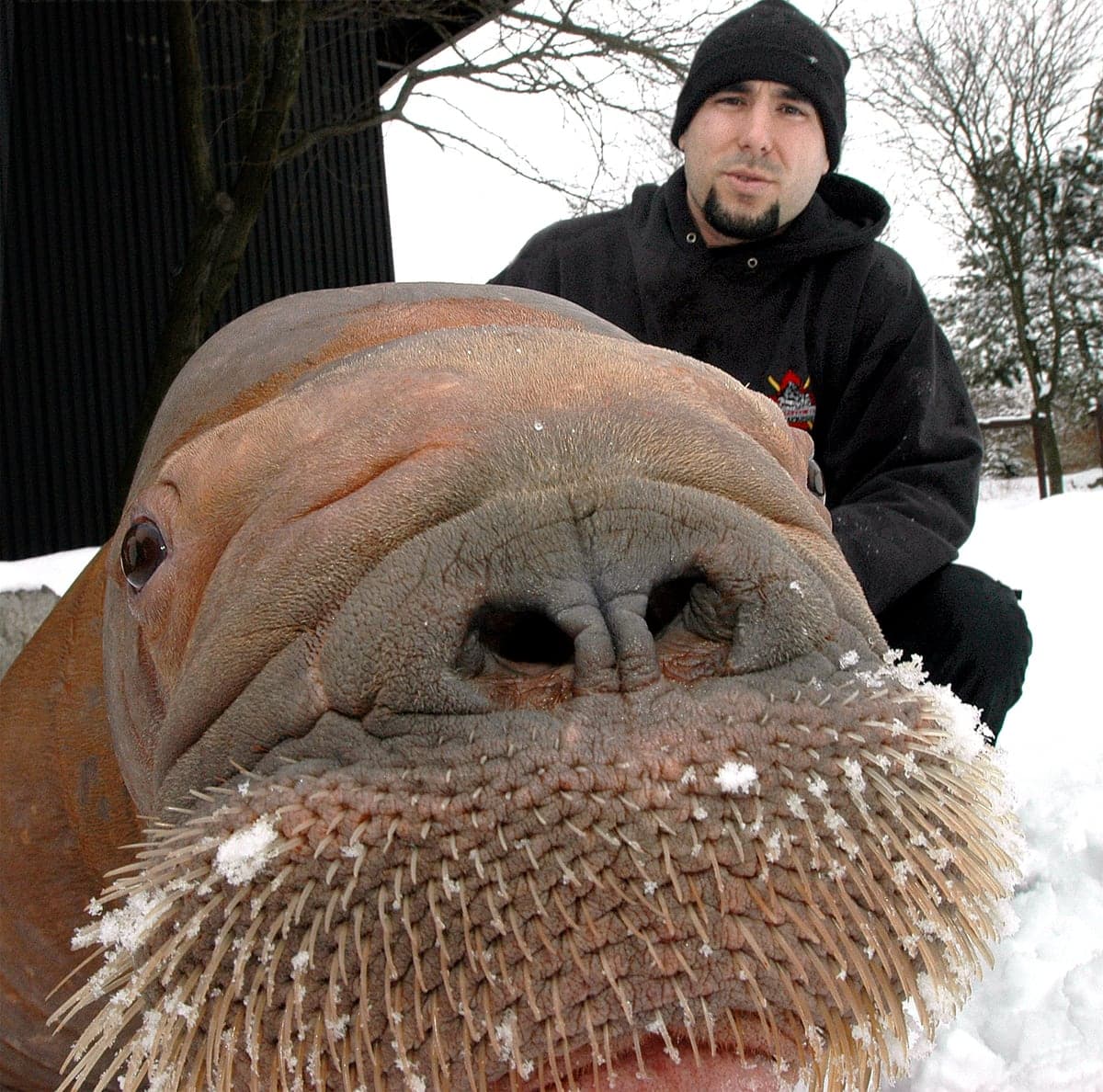 Phil Demers en 2007 avec Smooshi, le morse femelle dont il avait la garde.