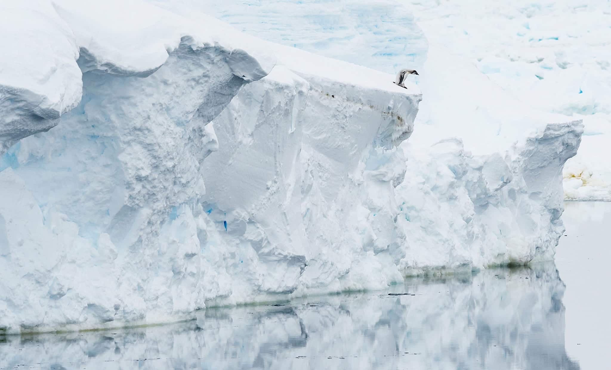 Ce petit pingouin sur le bout de son glacier a fait le tour du web.
