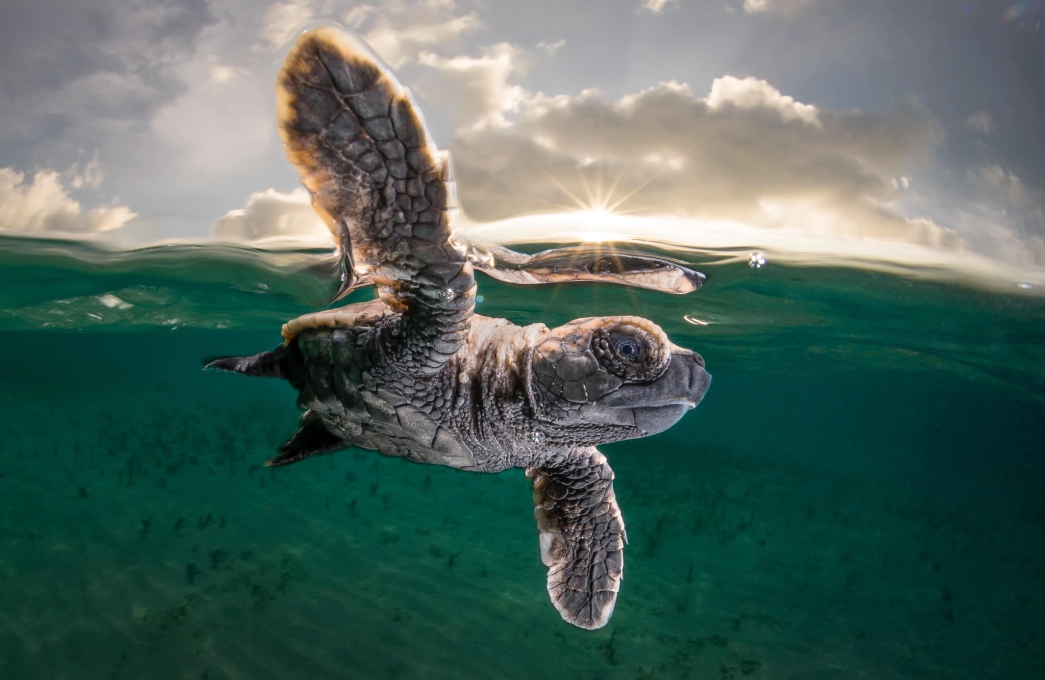 La première baignade d'un bébé tortue.